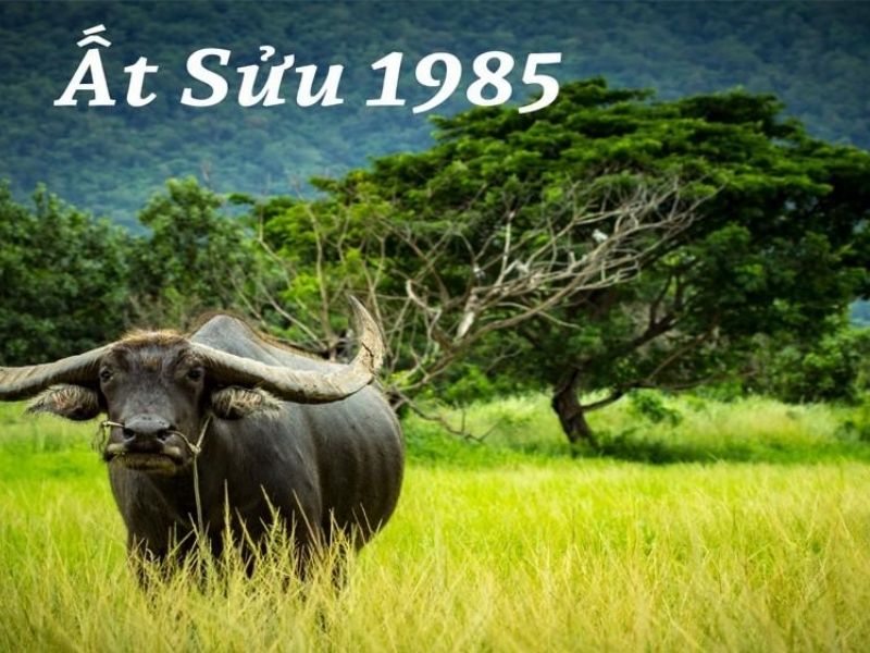 sinh-nam-1985-tuoi-gi-2